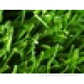 2016Best sale football grass